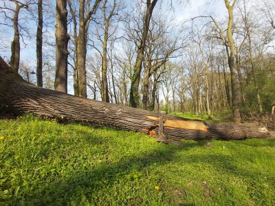 Katastrofa na plantach